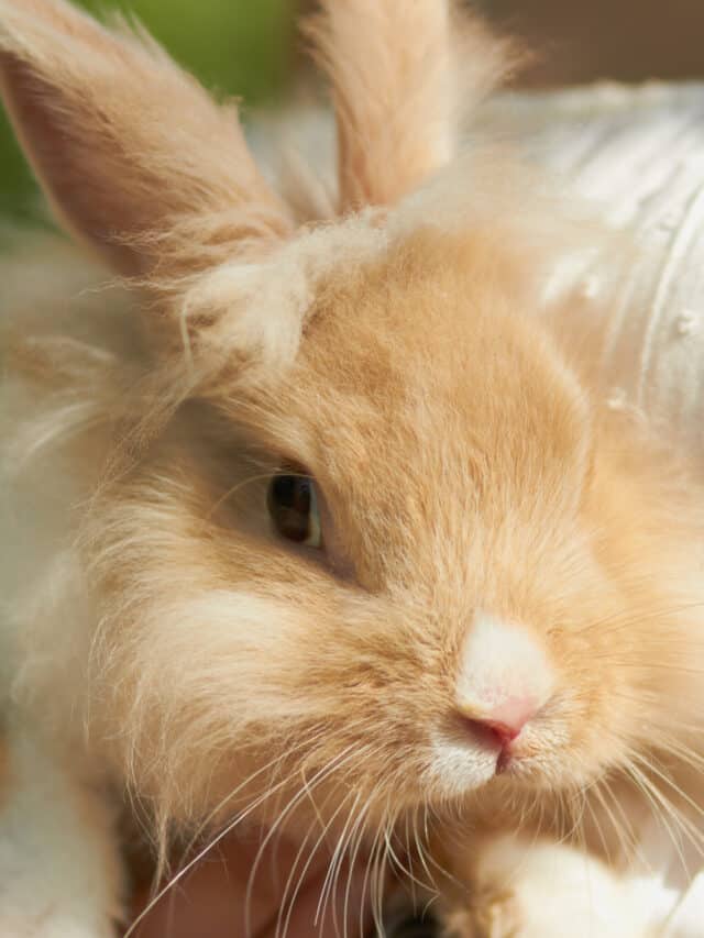 Facts About the Teddy Lionhead Rabbit Story