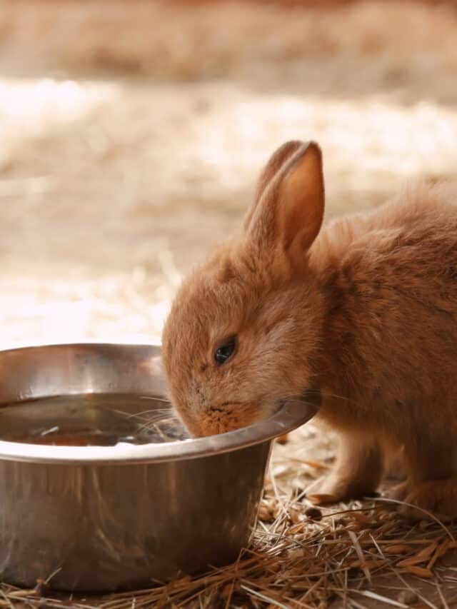 Can Rabbits Drink Out of Bowls Story
