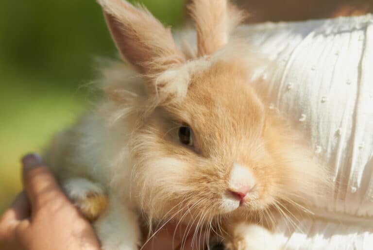Facts About the Teddy Lionhead Rabbit   