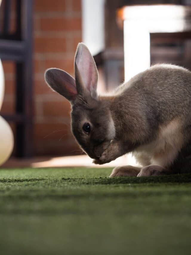 How To Get Rabbits To Stop Chewing Their Cage at Camille Holmes blog