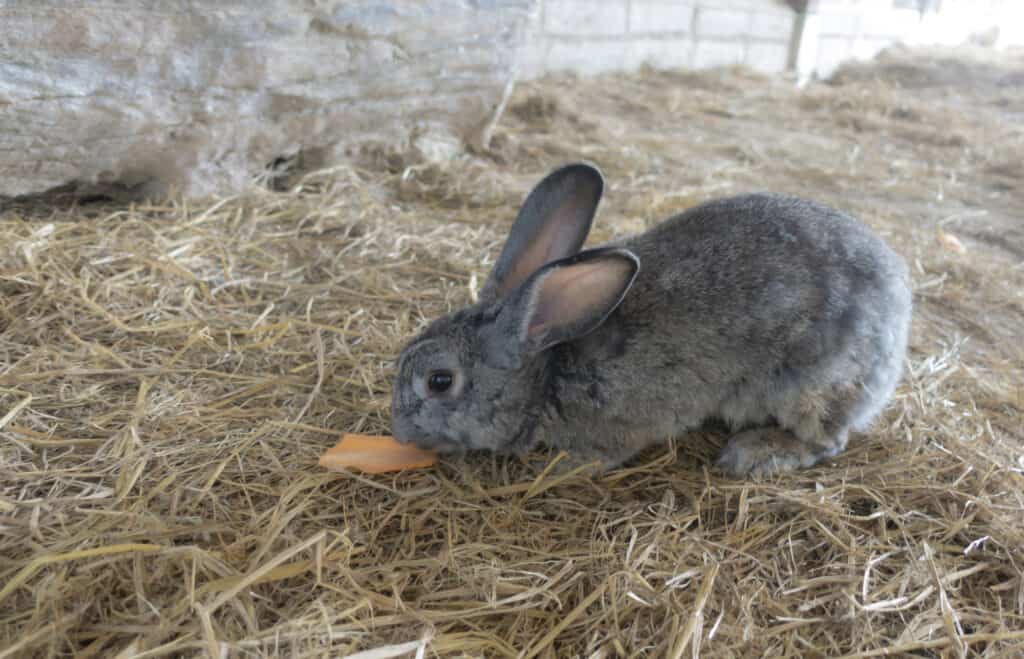 grey rabbit eating on the floor.