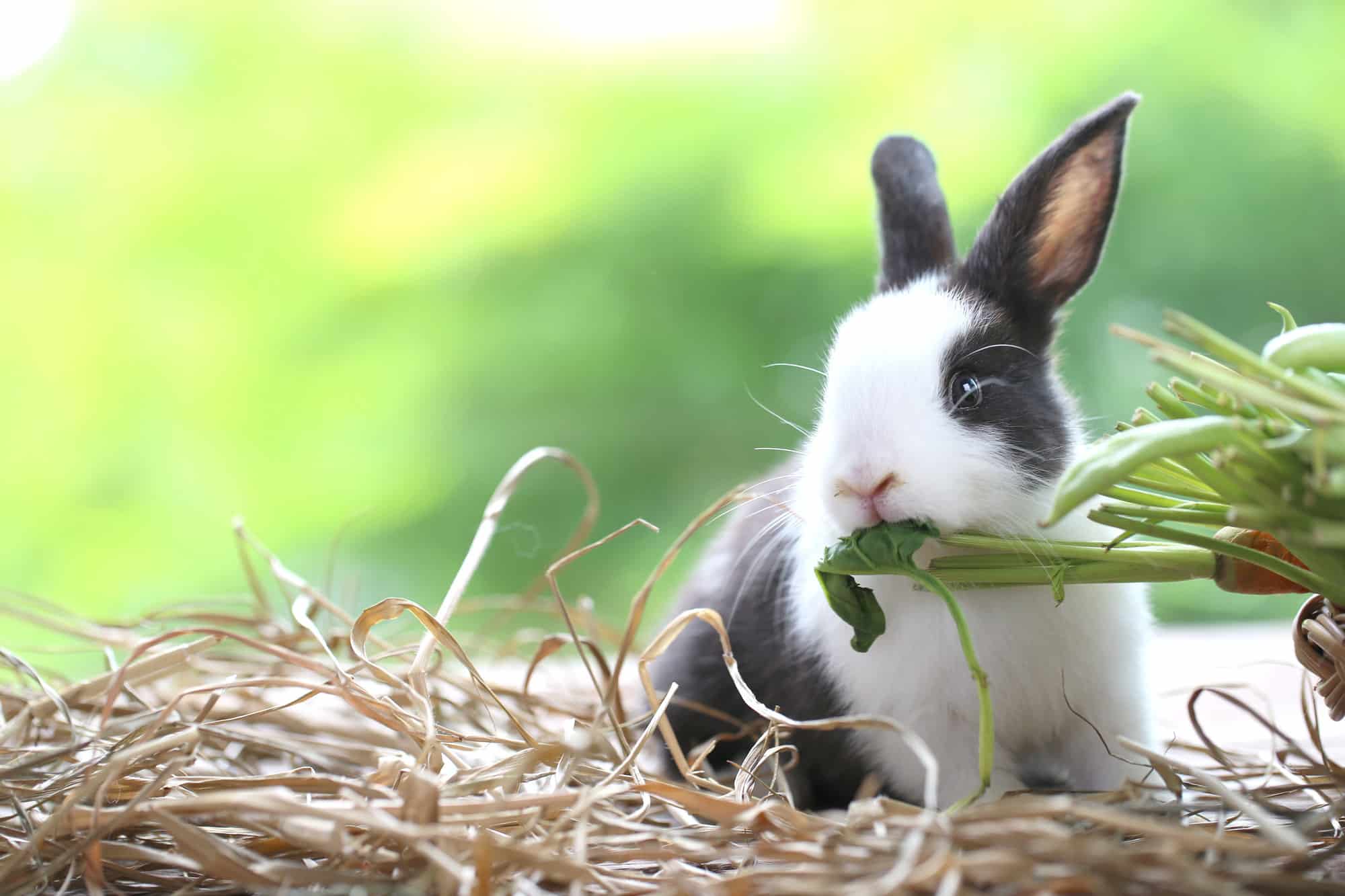 grey nd white rabbit eating grass.