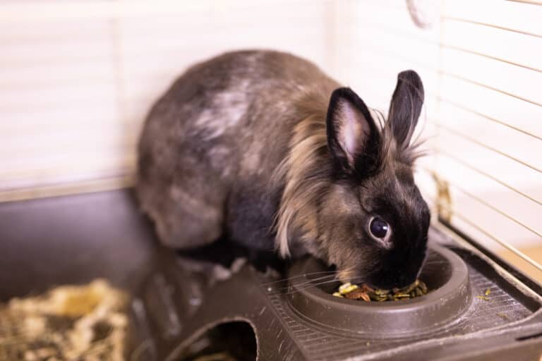 brown rabbit eating in his food bowl.