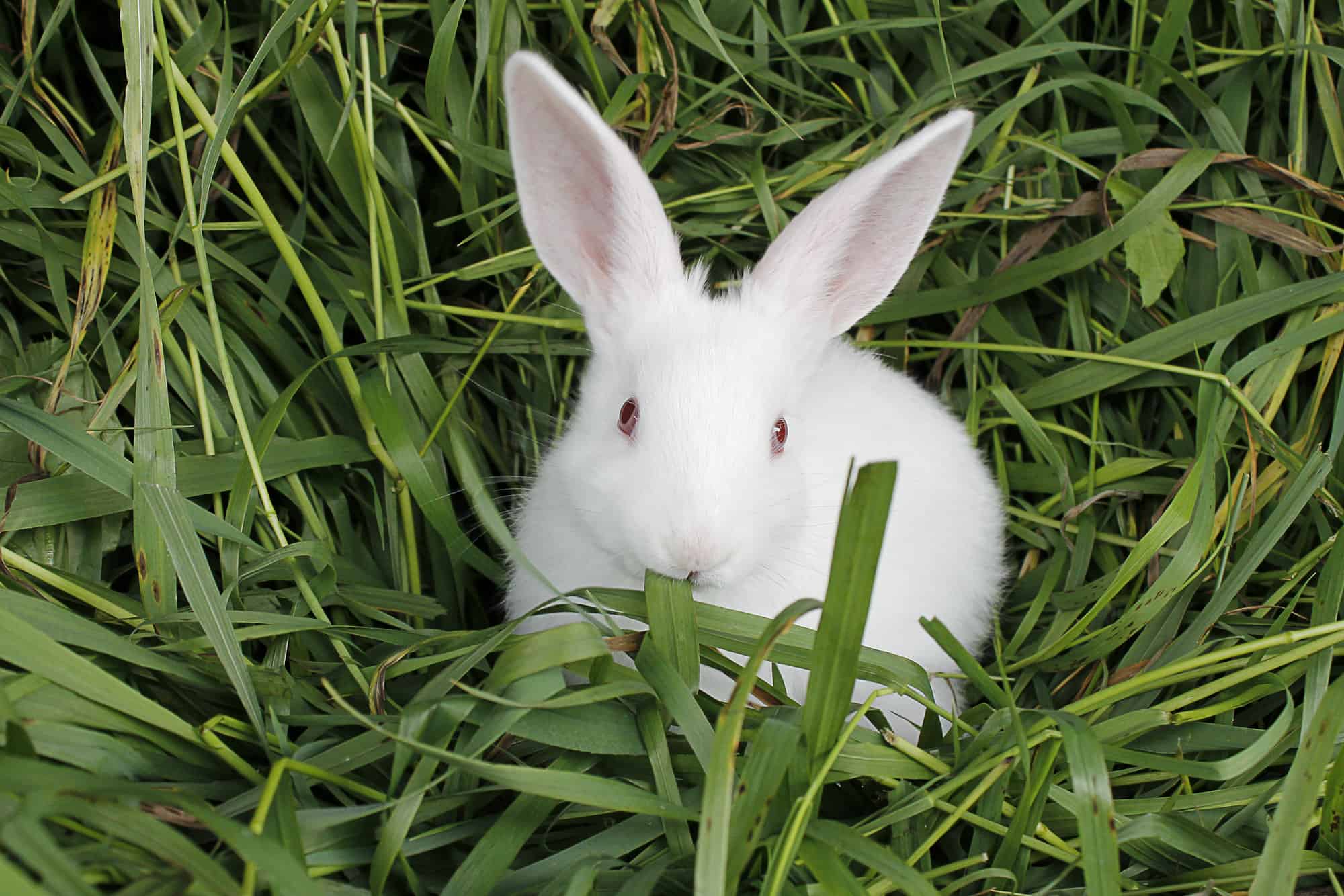 What Can Rabbits Chew on for Their Teeth? Every Bunny