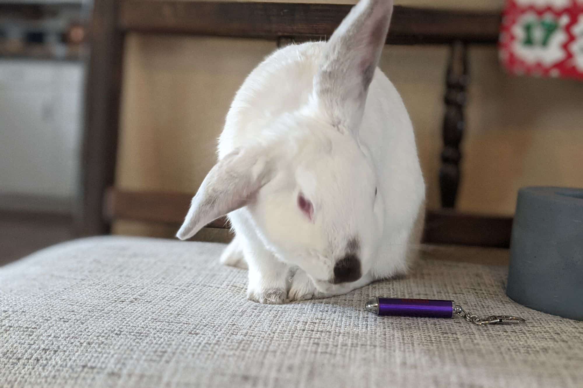 white rabbit sniffing.