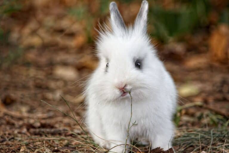 white rabbit eating hay.