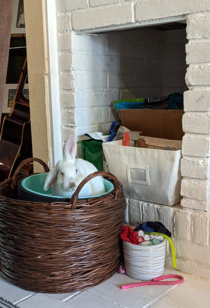 white rabbit sitting in a basket.