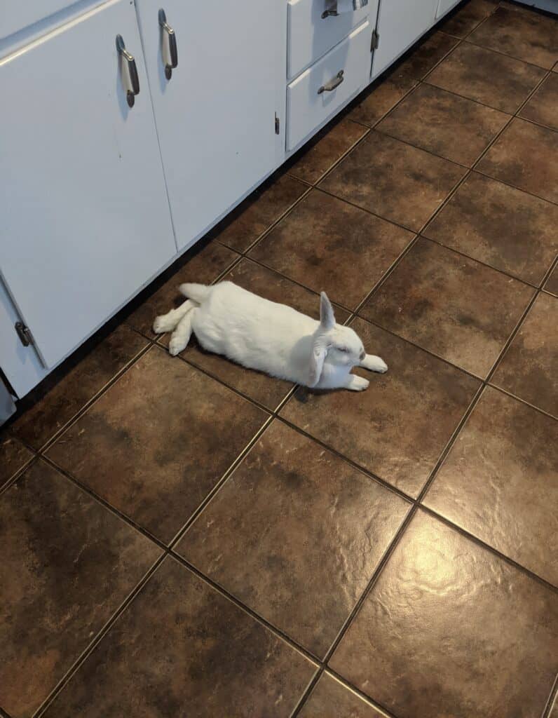 white rabbit laying on the floor.