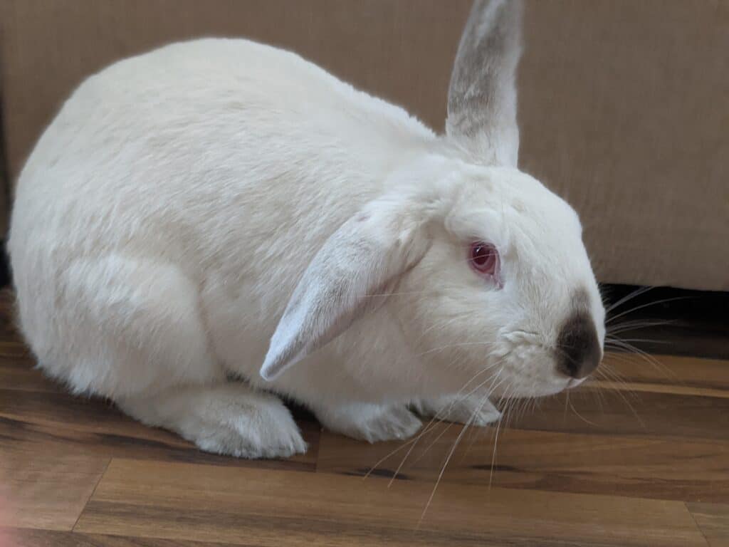 white rabbit on a brown floor.