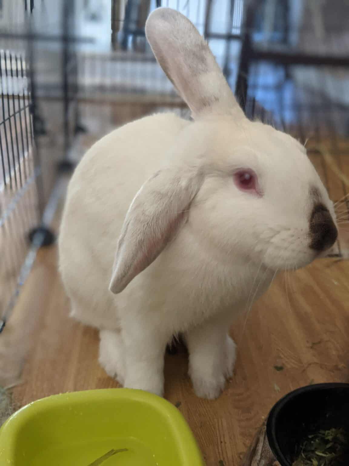 Do Rabbits Sleep with Their Eyes Open? Every Bunny