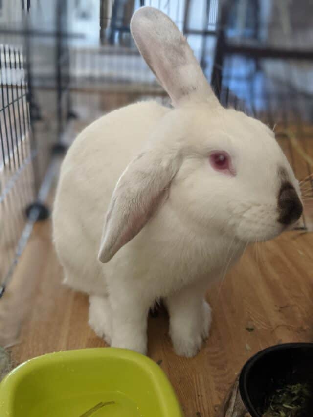 Do Rabbits Sleep with Their Eyes Open? Every Bunny