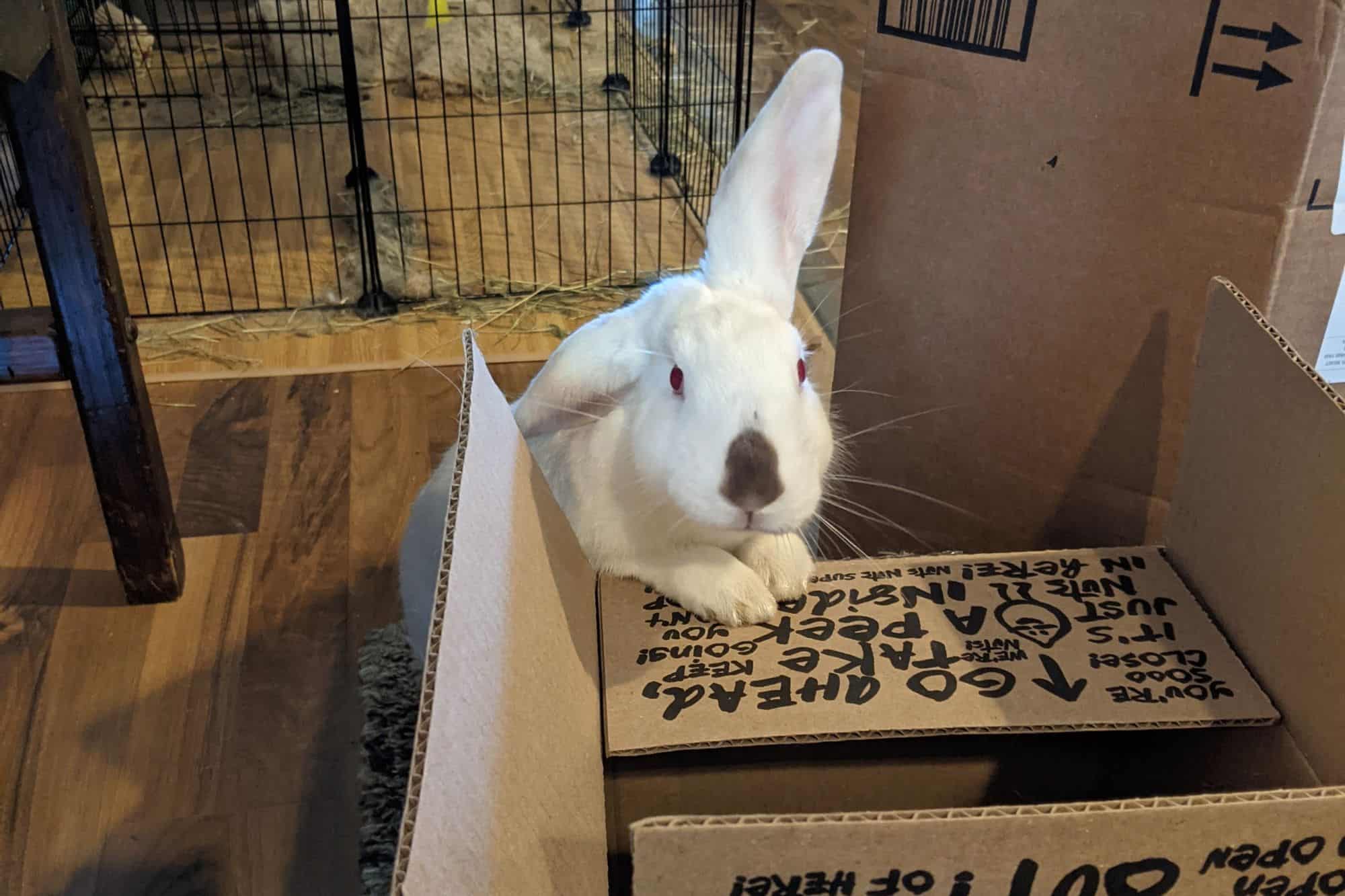 white rabbit popping out over a box.