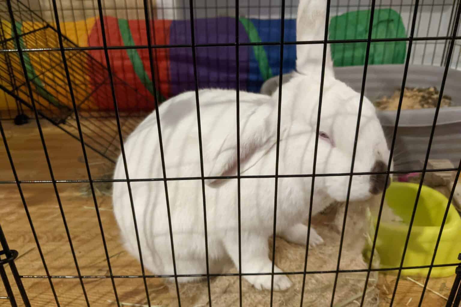 Do Rabbits Sleep with Their Eyes Open? Every Bunny