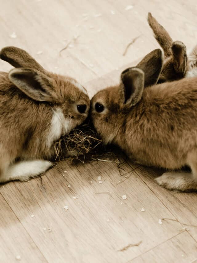 Why Do Rabbits Jump Over Each Other Story