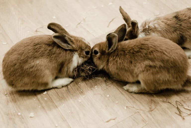 Why Do Rabbits Jump Over Each Other? 