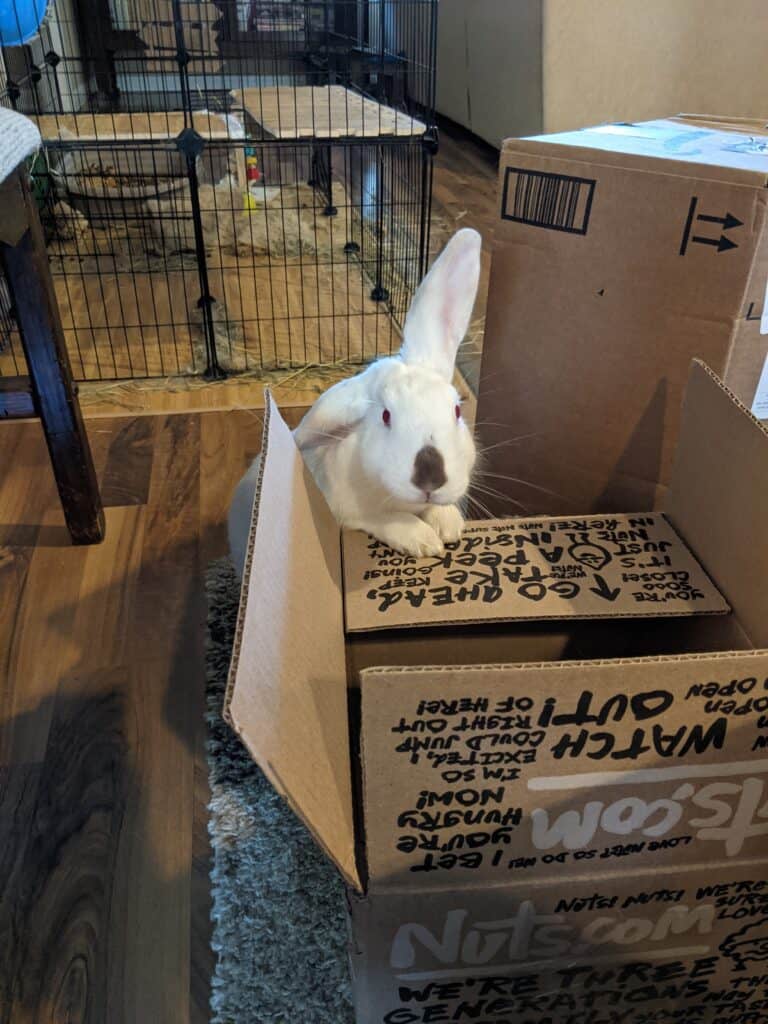 white rabbit peeking over a brown box.