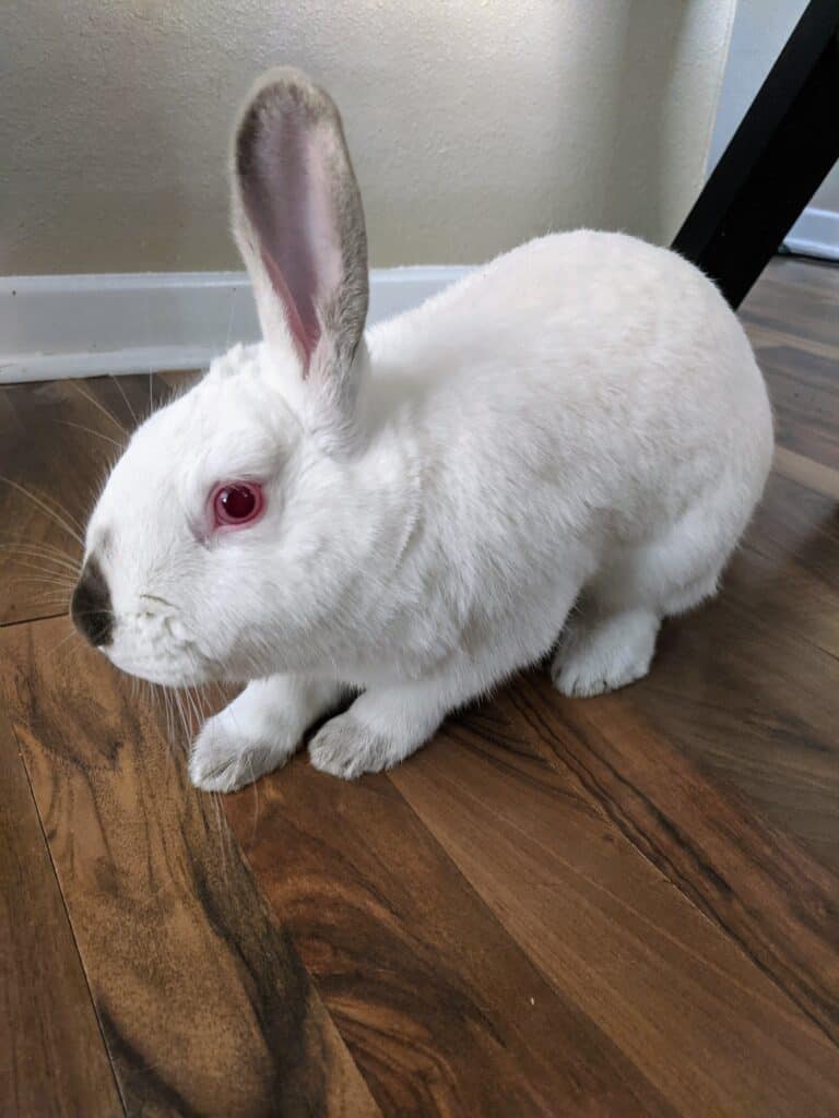white rabbit scratching a brown wood floor.