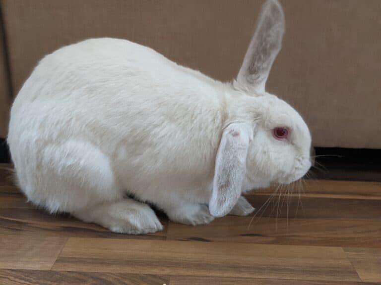 white rabbit sitting on a brown wood floor.