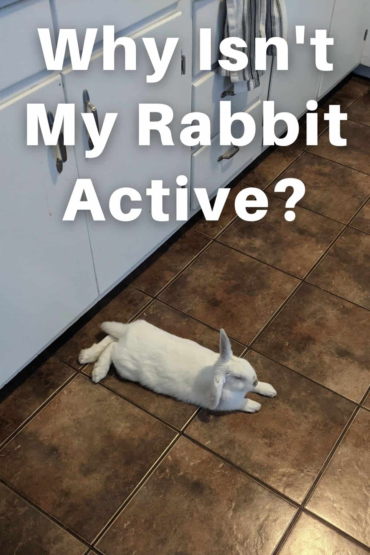 Why Is My Rabbit Not Active? Every Bunny