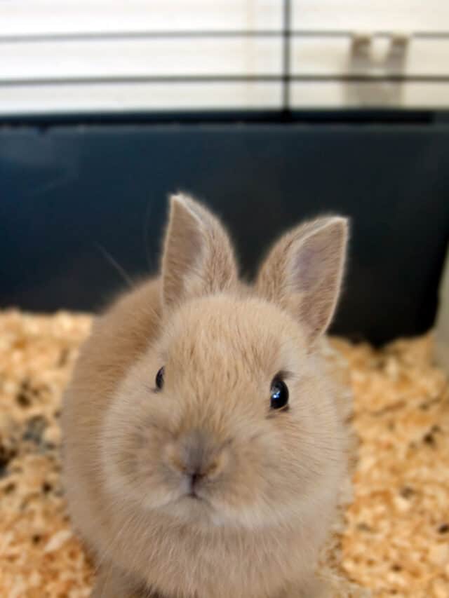 5 Types of Dwarf Rabbit Breeds Story