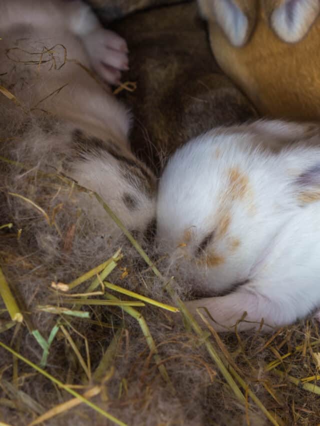 How to Care for a Newborn Rabbit Story