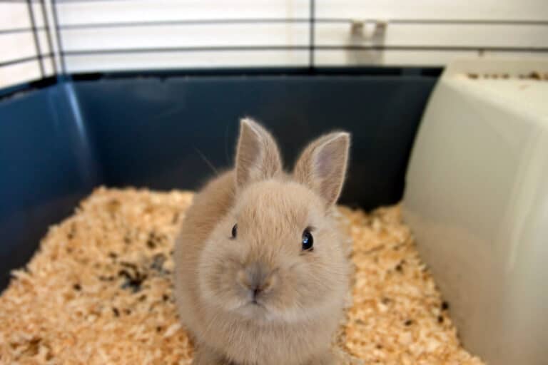 brown dwarf rabbit in a cage.