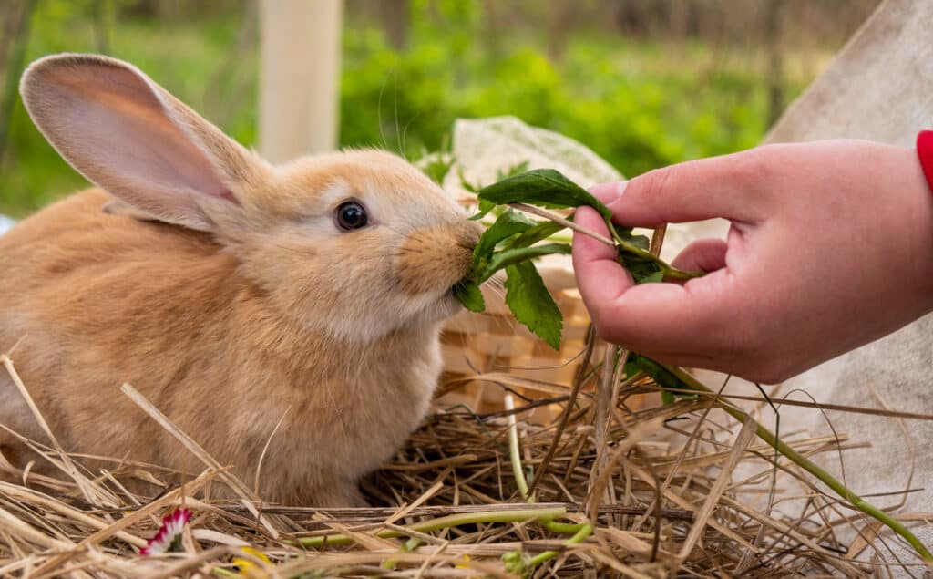 brown rabbit eating food from a hand.