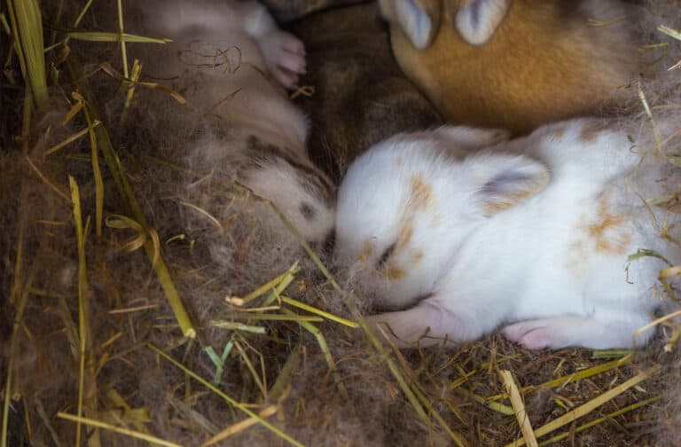 How to Care for a Newborn Rabbit   