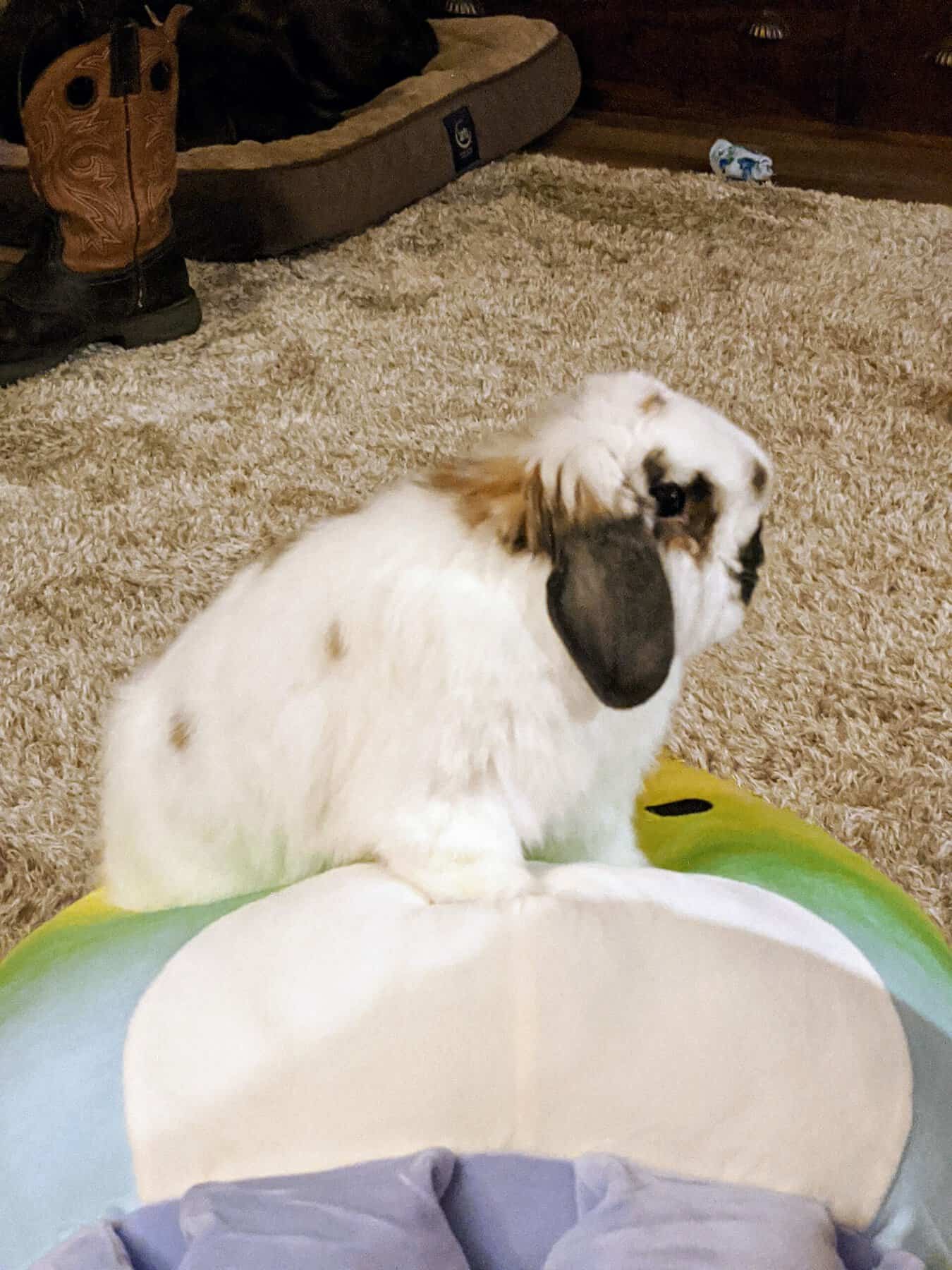 white and brown rabbit on a stuffed animal.