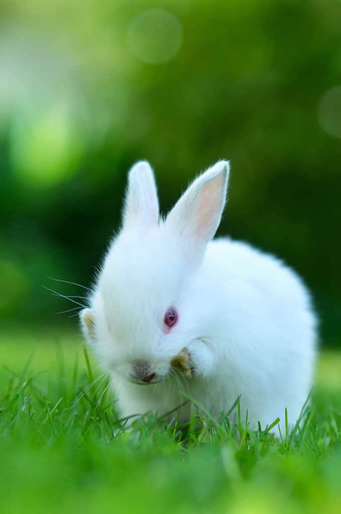white rabbit eating on the grass.