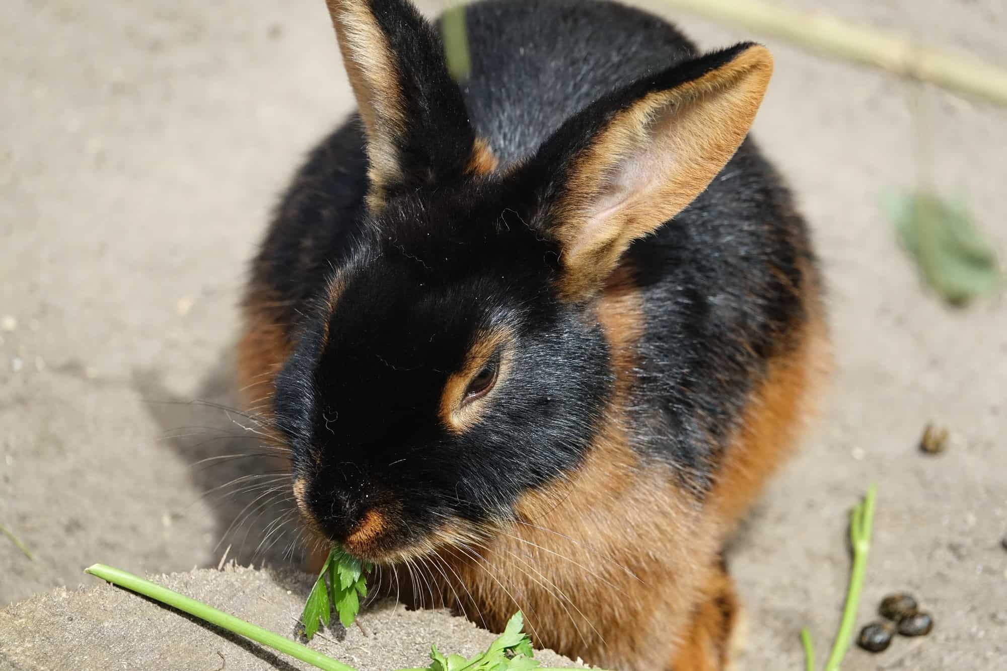 black and brown rabbit eating food.
