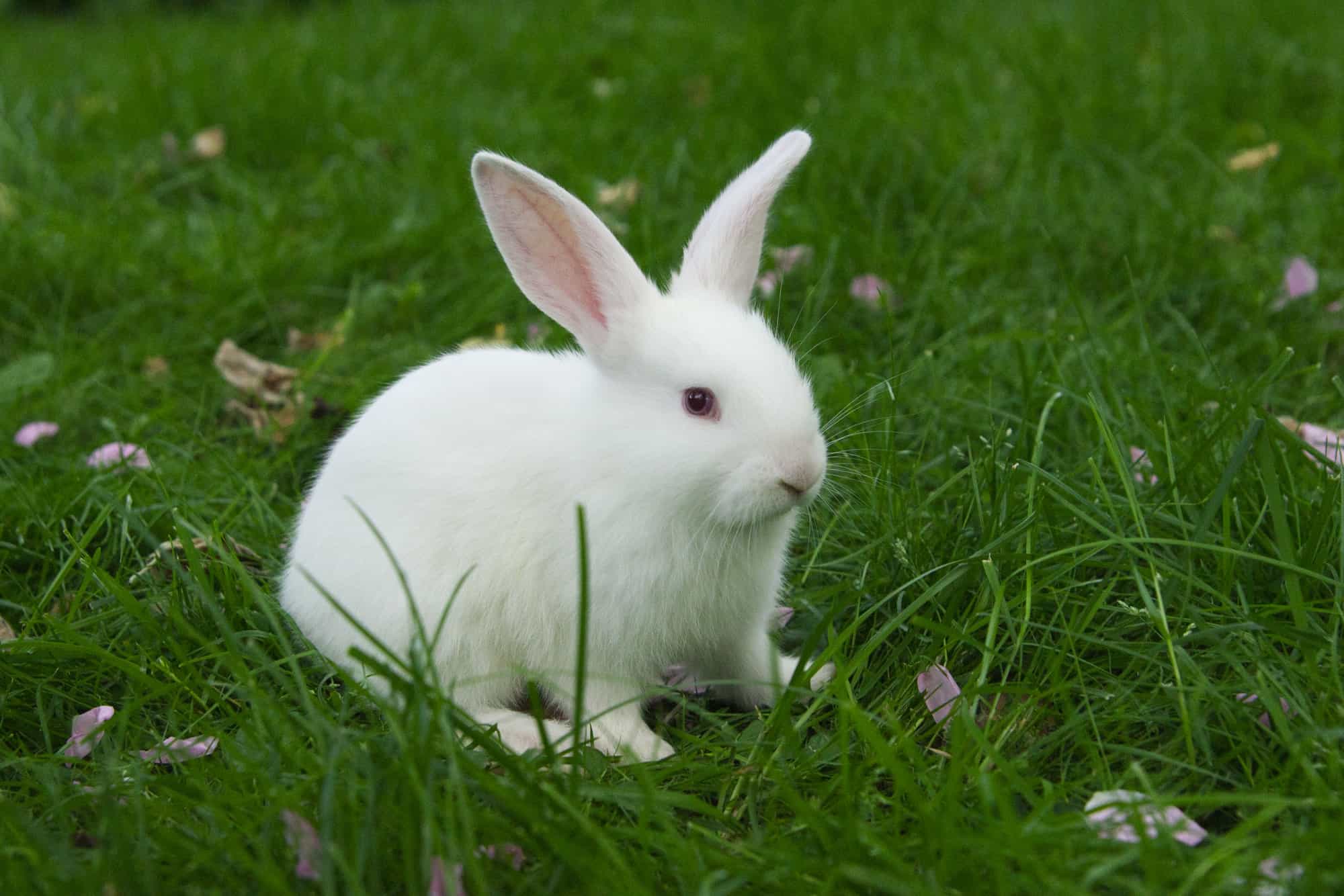 white rabbit sitting in grass.
