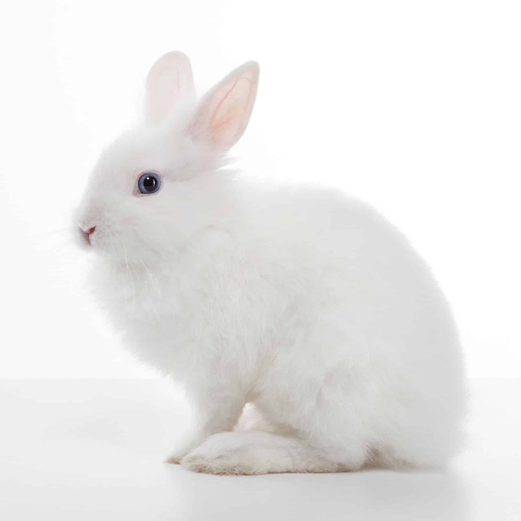 white vienna rabbit on a white background.