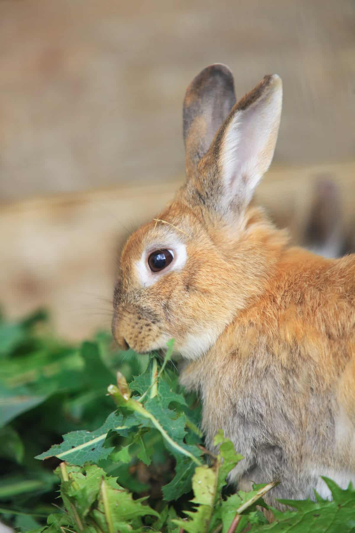 brown rabbit eating herbs.