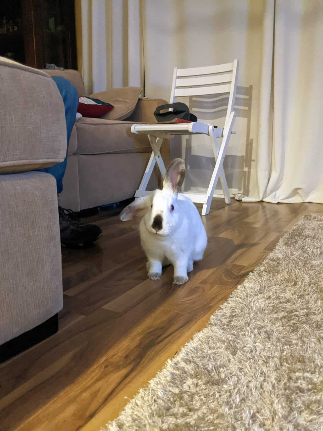 white rabbit on a wood floor.