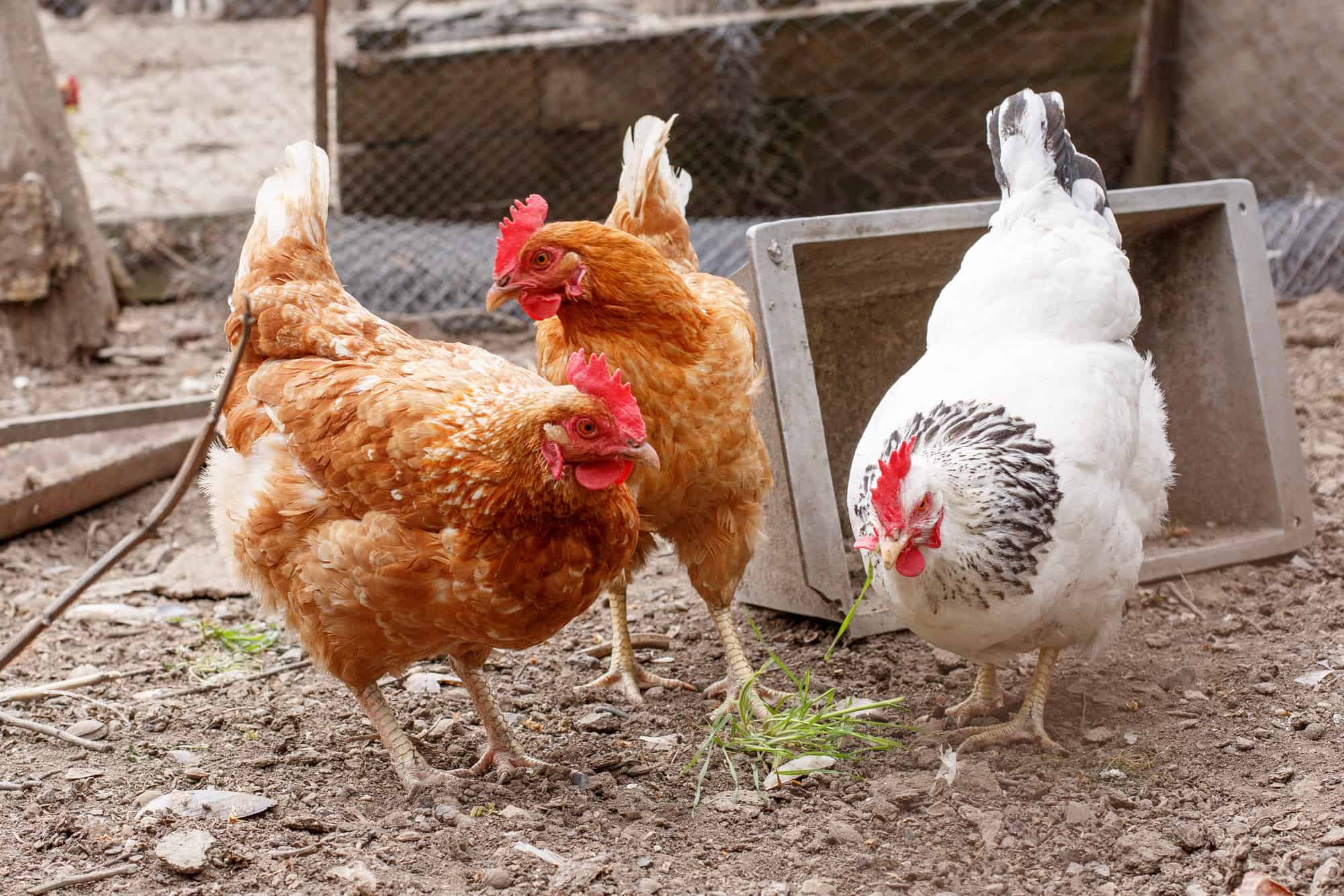 Can Rabbits and Chickens Safely Live Together? Every Bunny