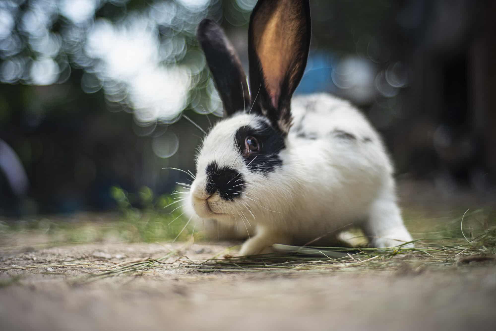 white and black rabbit on the ground.