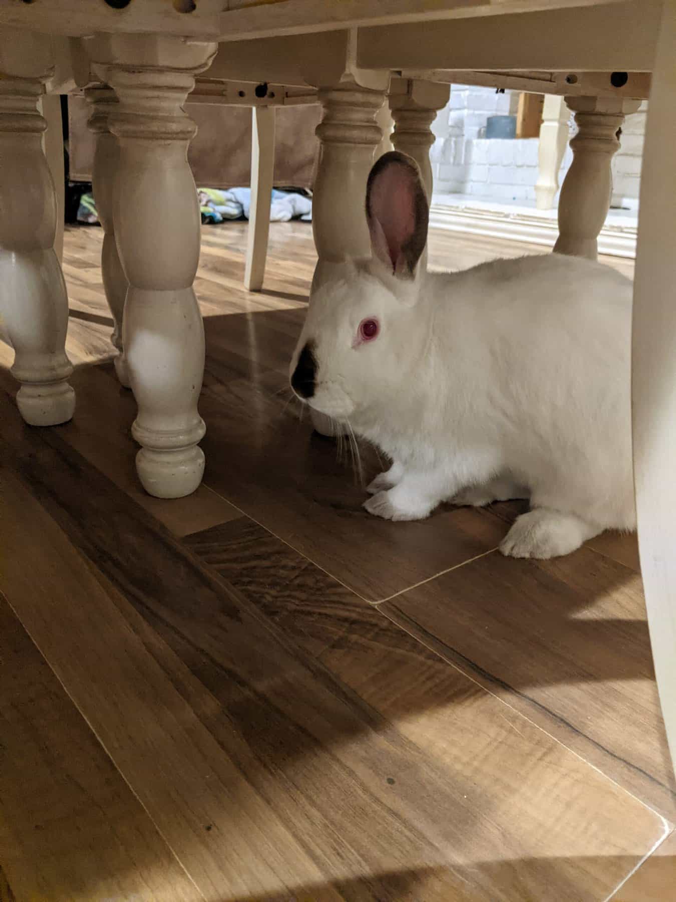 white rabbit in between chair legs.