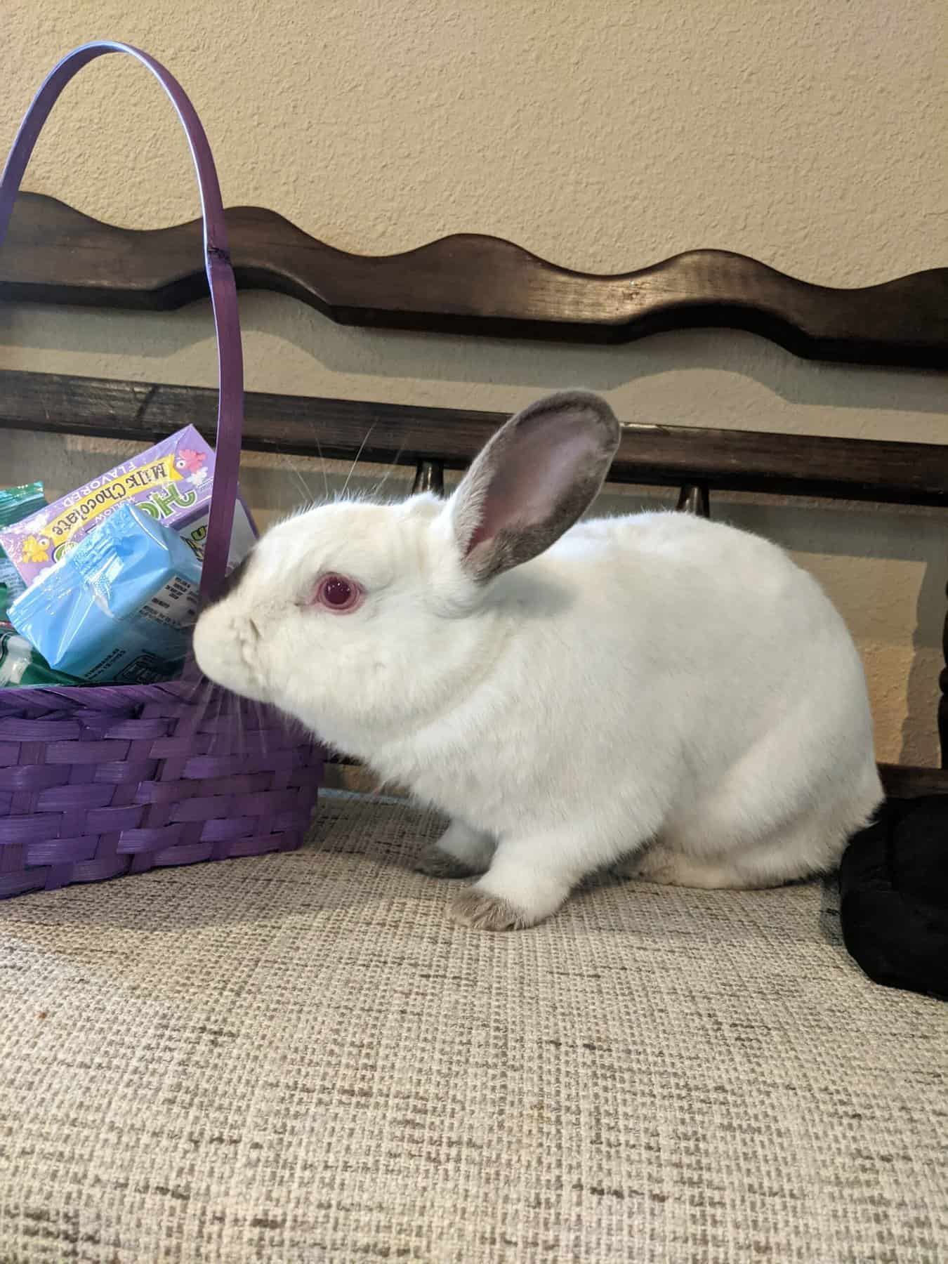 white rabbit sniffing a basket.