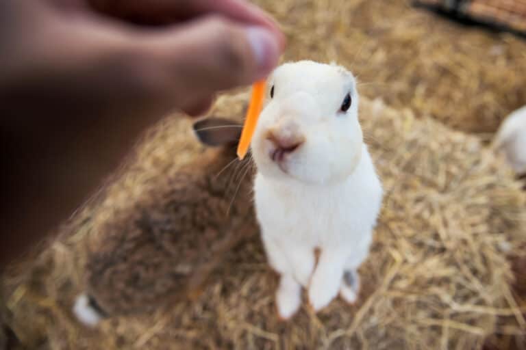 white rabbit eating an orange pepper.