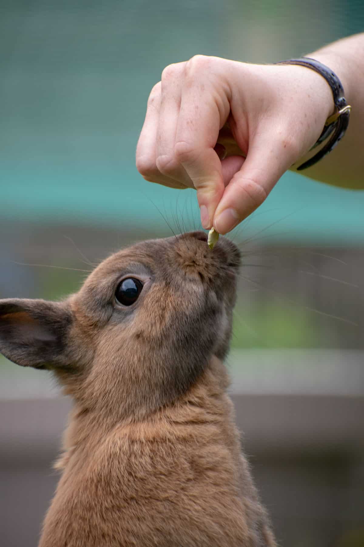 brown rabbit eating from a hand.