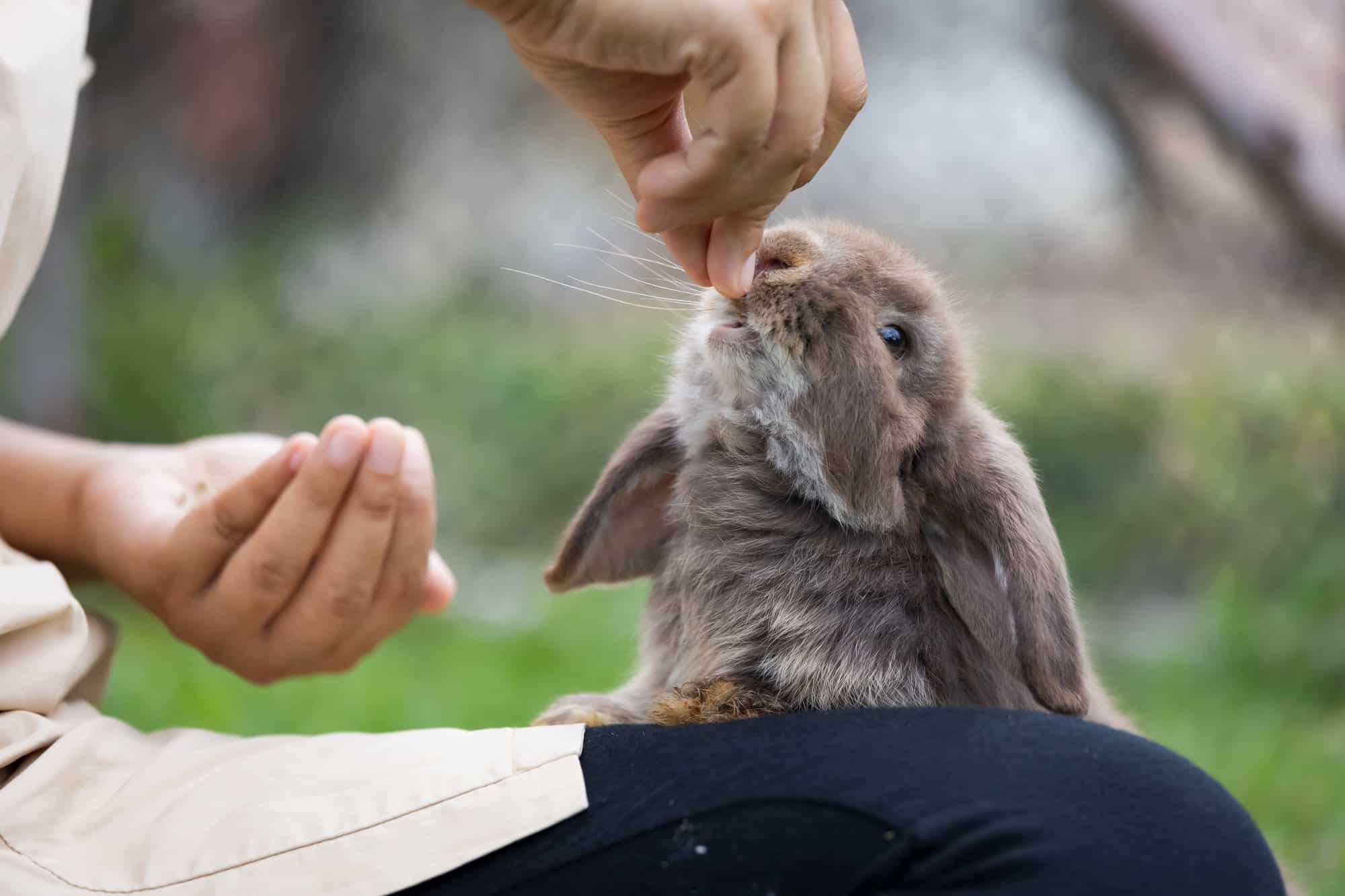 grey rabbit eating from a hand.