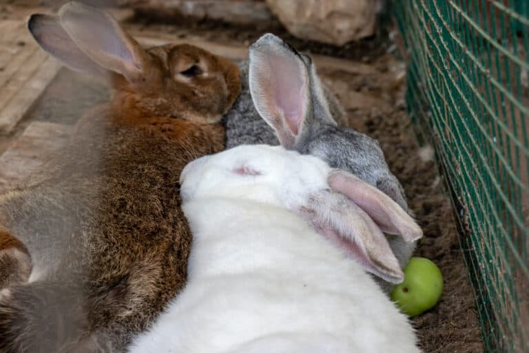 Do Rabbits Hibernate in the Winter?
