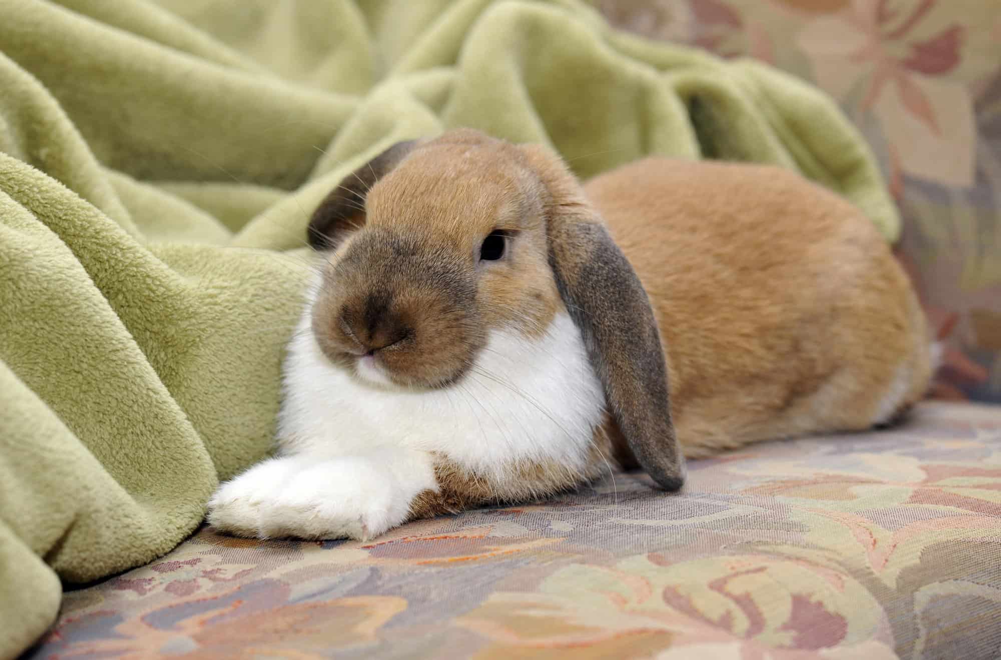 brown rabbit sitting on a couch.