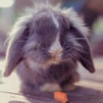 small grey rabbit eating pumpkin.