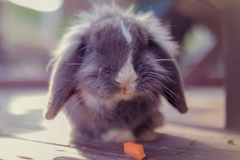 small grey rabbit eating pumpkin.