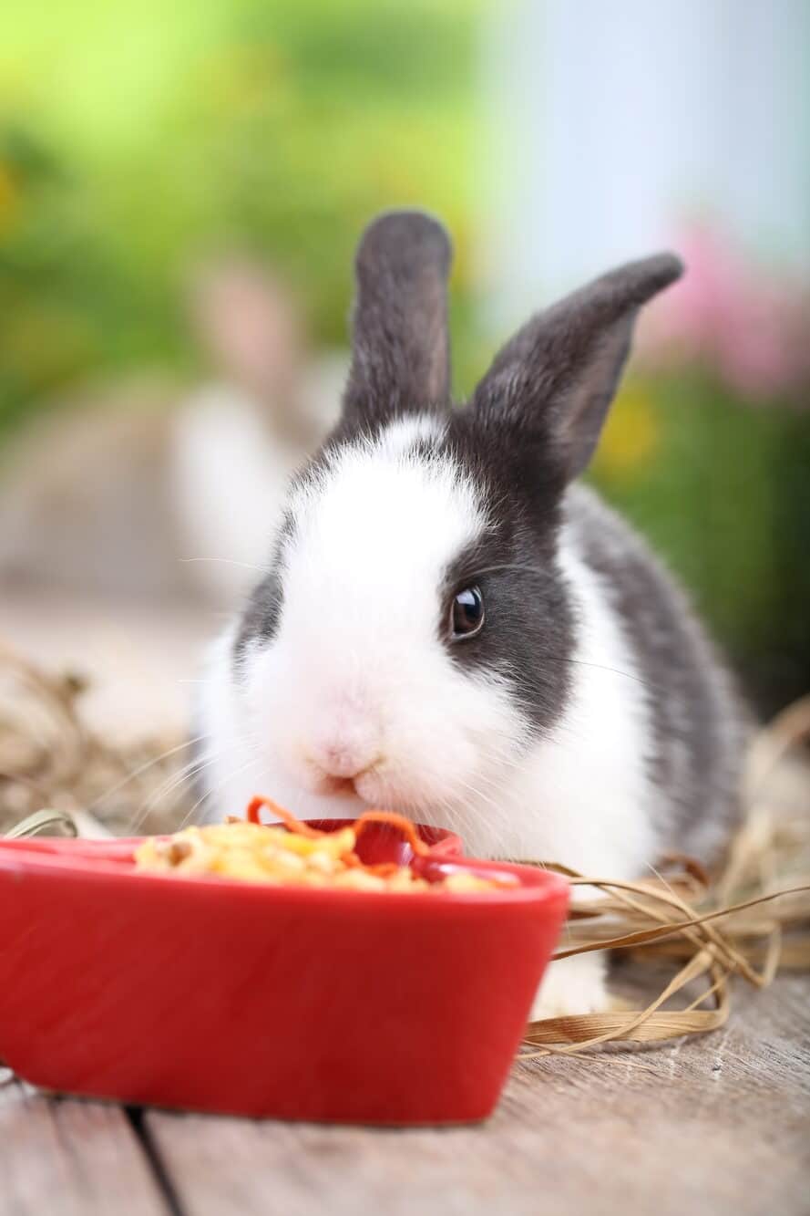 grey and white rabbit eating from a bowl.