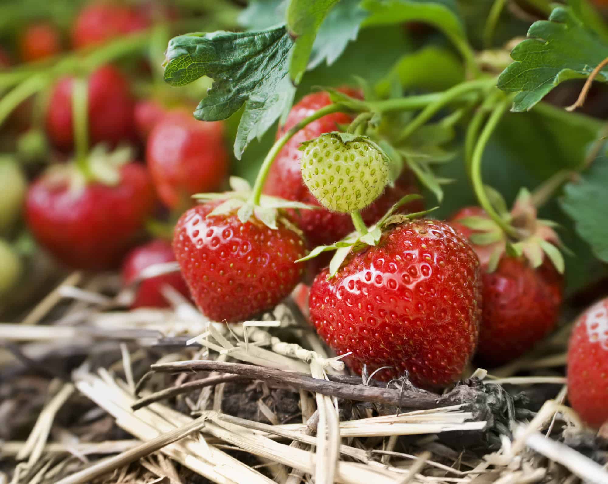 strawberries on a vine.
