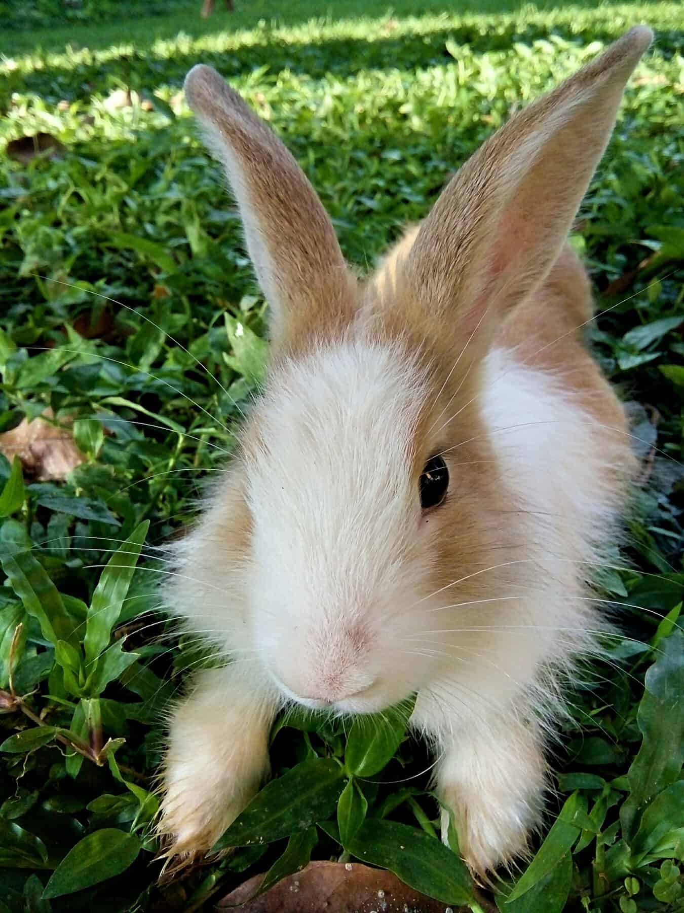 white and beige rabbit in grass.