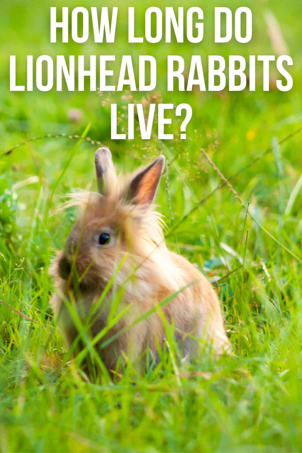 How Long Do Lionhead Rabbits Live? Complete Guide to Their Lifespan